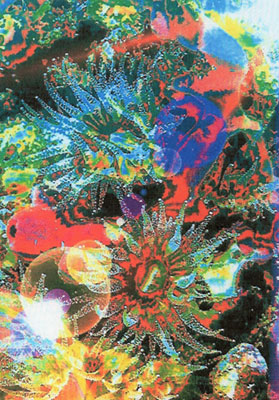 Anemoni di mare